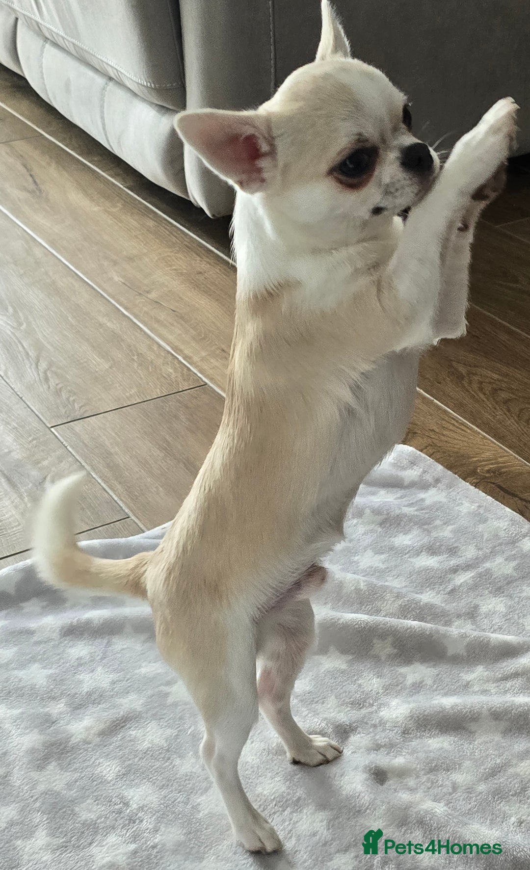 Chihuahua dogs for sale: KC CREAM & WHITE BOY - Image 4