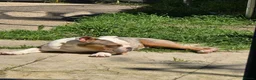 Olde English Bulldogge dogs for sale: Old english bulldogs male  - Advert 4