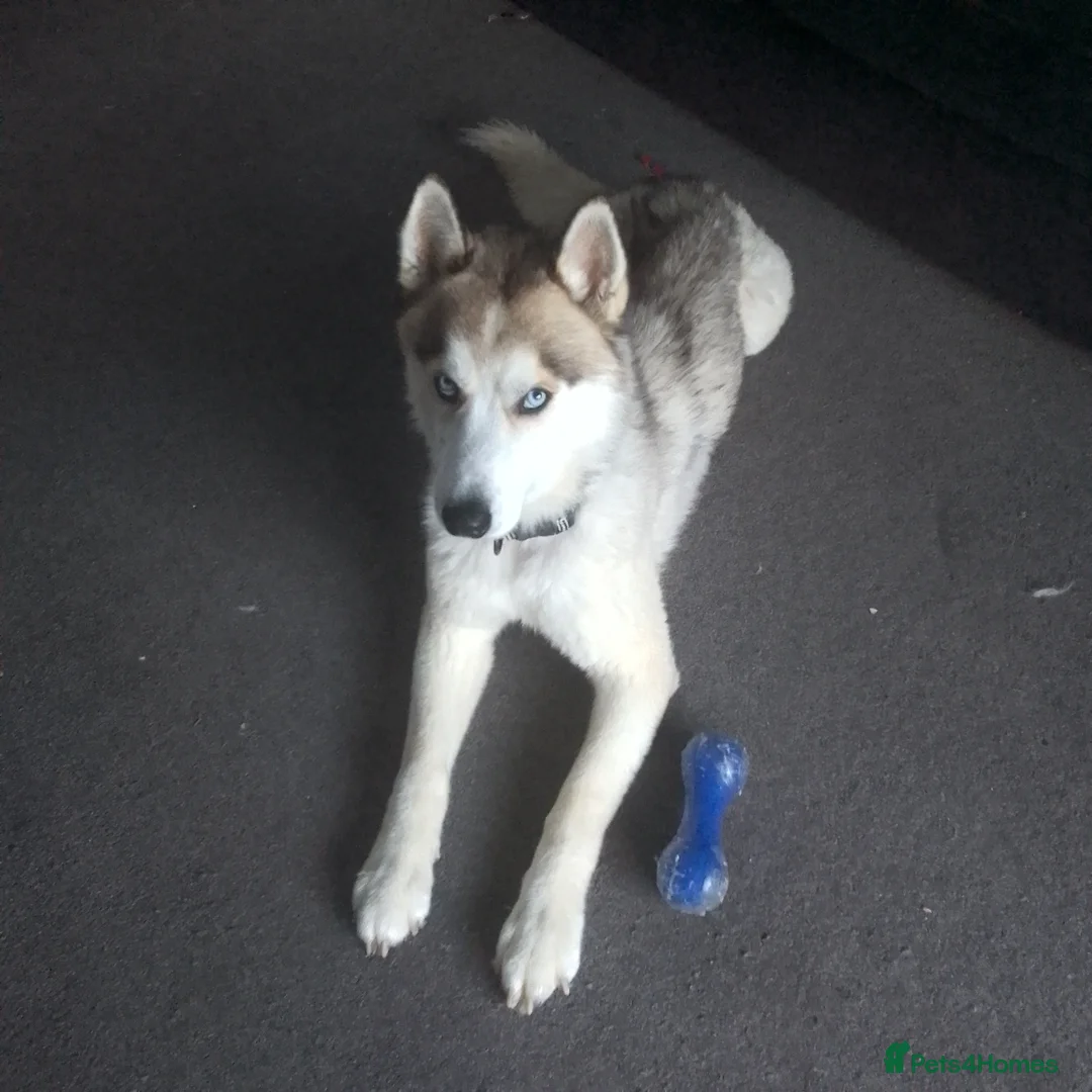 Siberian Husky dogs for sale: Thor – 3y/o Siberian Husky Looking for New Home in Rochester - Advert 3