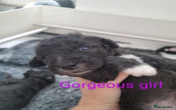 Bedlington Terrier dogs for sale: Bedlington terrier pups. 1 boy, 1 girl available  - Image 4