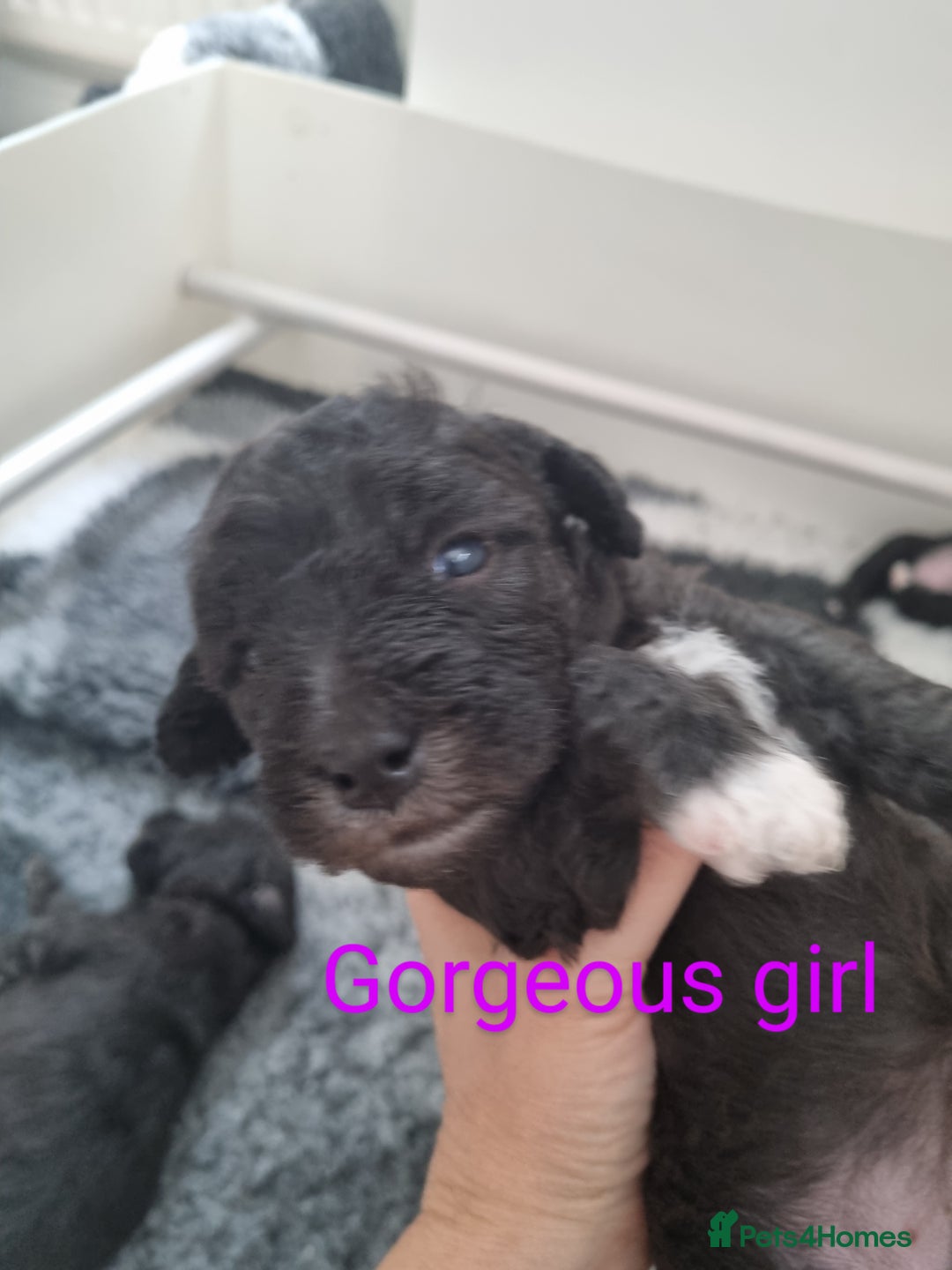 Bedlington Terrier dogs for sale: Bedlington terrier pups. 1 boy, 1 girl available  - Image 4