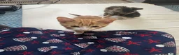Bengal cats for sale: 3 bengal x British short hair kittens  - Advert 5