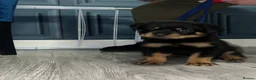 Rottweiler dogs for sale: German x Hungarian Rottweiler puppies - Advert 7