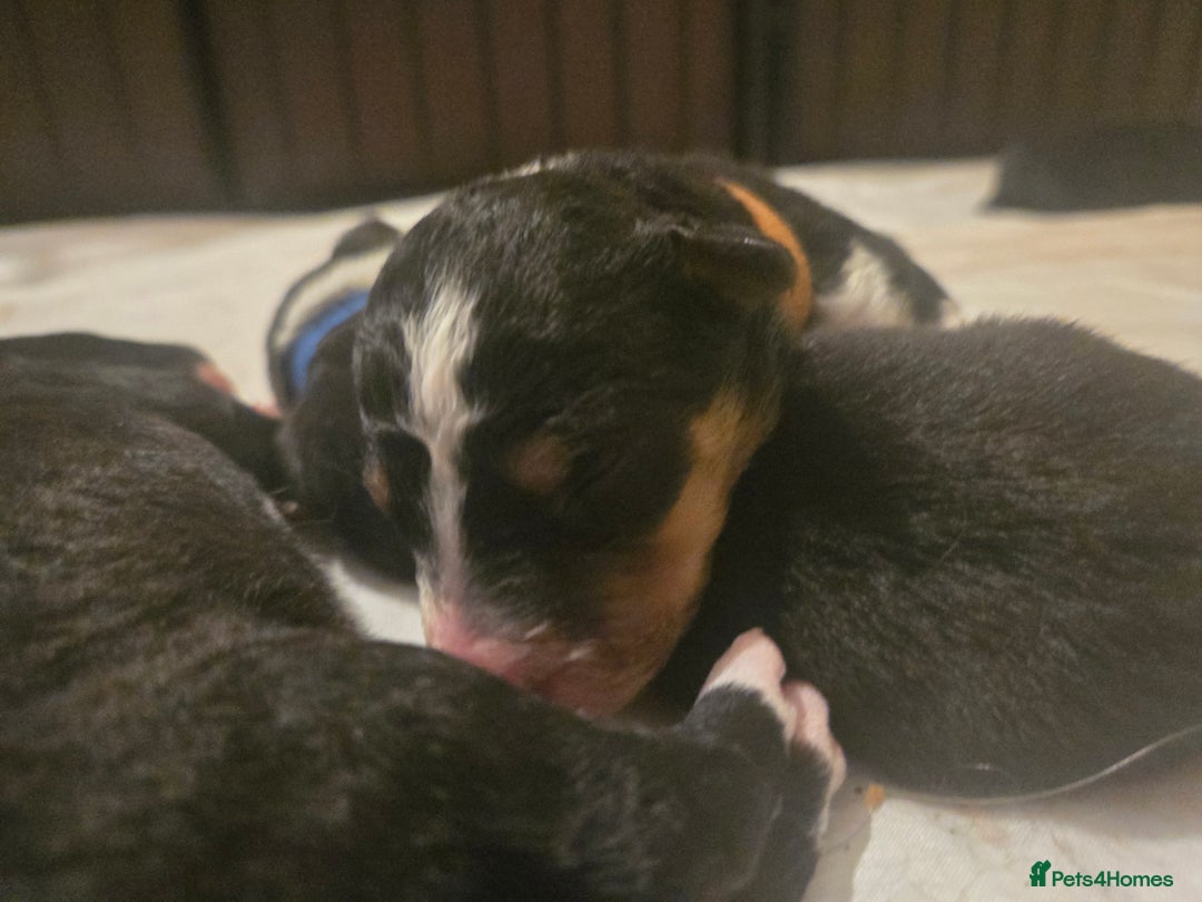 Border Collie dogs for sale: 11 beautiful bored collie puppies  - Image 7