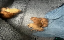 Toy Poodle dogs for sale: Gorgeous kc registered toy poodle pups  - Image 29