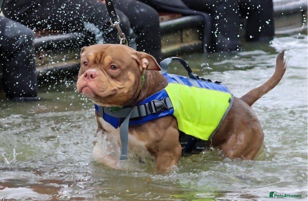 American Bully dogs for stud: STUD ABKC American Pocket Bully  - Advert 2