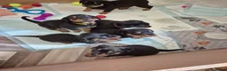 Rottweiler dogs for sale: Rottweiler puppies - Advert 20