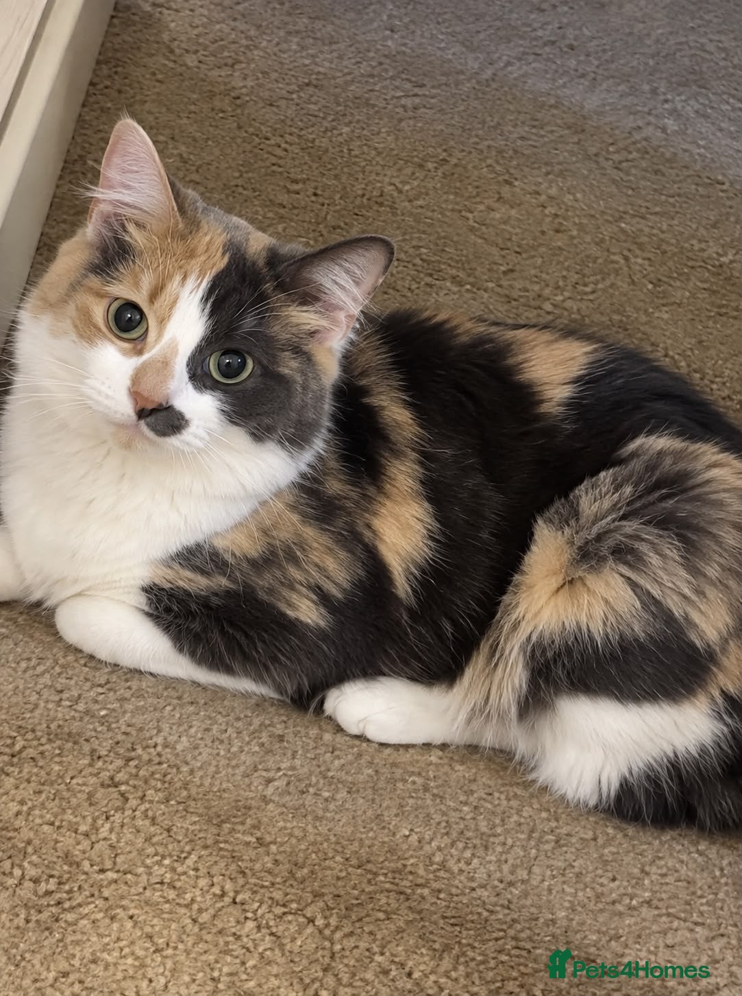 Mixed Breed cats Stunning Ginger/Cream & Calico cats - ready now!  - Advert 2