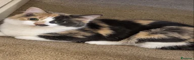 Mixed Breed 3