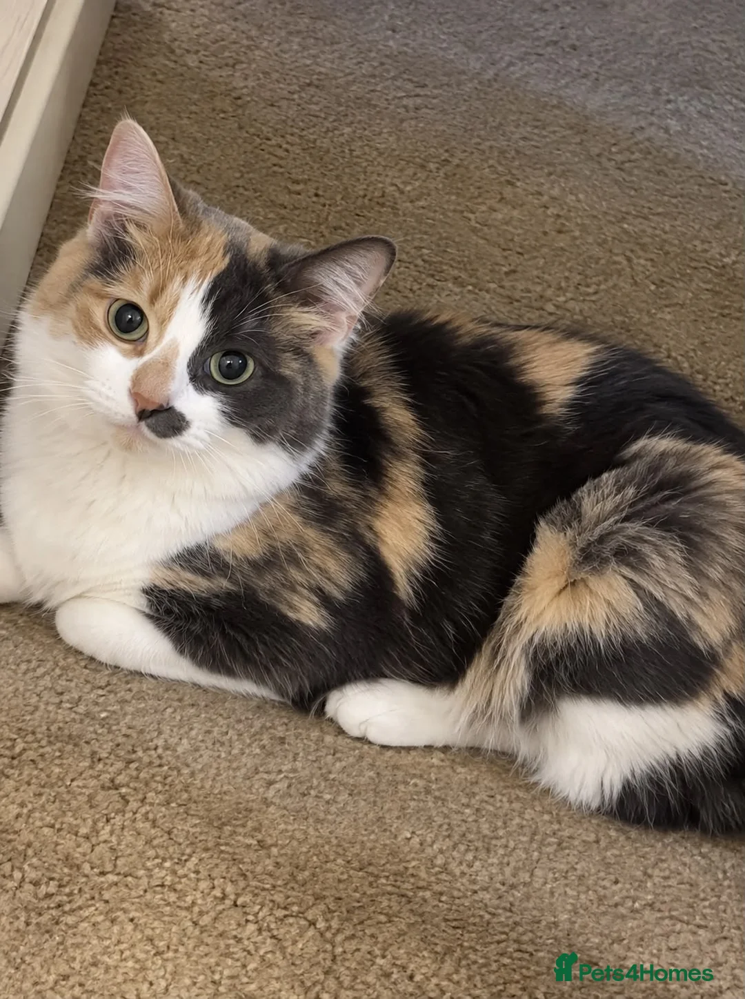 Mixed Breed cats for sale: Stunning Ginger/Cream & Calico cats - ready now!  - Advert 2
