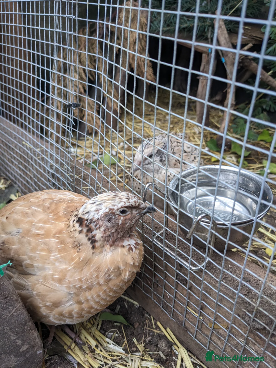 Quail poultry for sale: Jumbo Cotornix Quail - hatching eggs, chicks - Advert 2