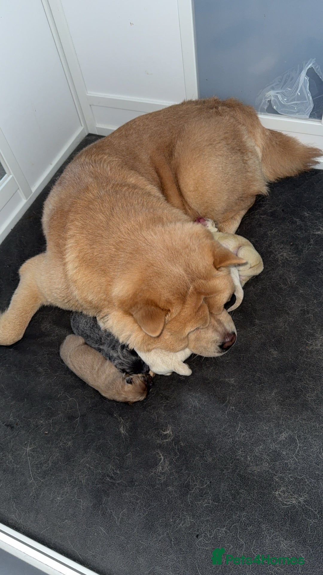 Chow Chow dogs for sale: Our last chow chow for sale !! - Image 5