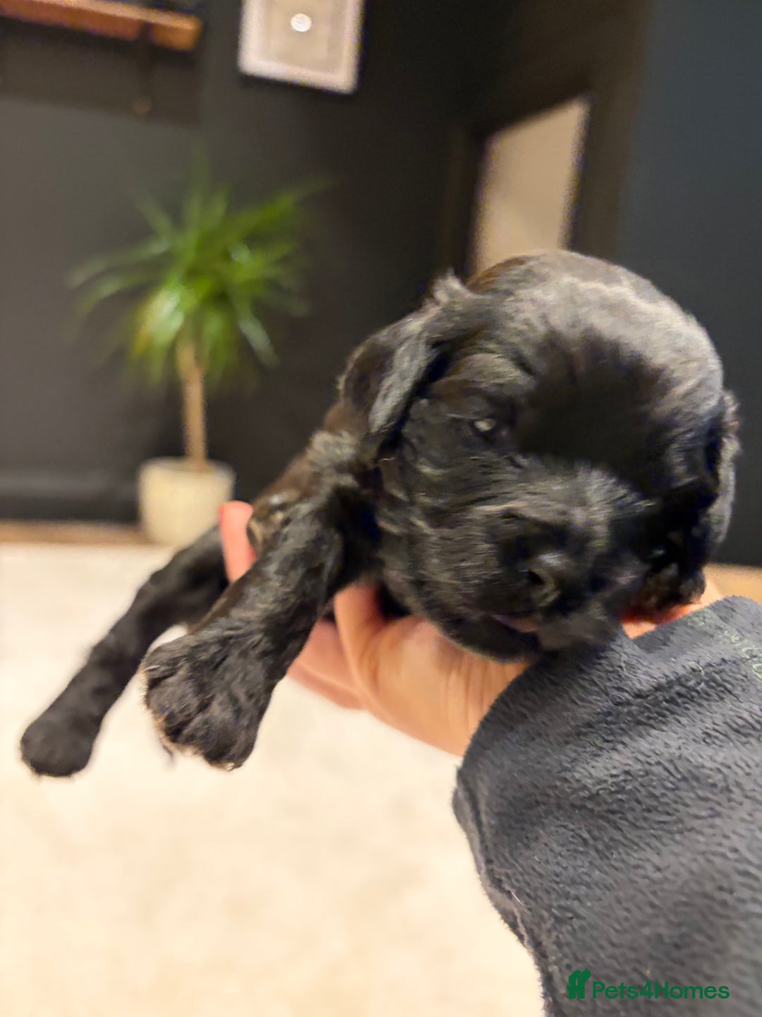 Cavapoo dogs for sale: Cavapoo (Cavalier Backcross) Puppies - Image 20
