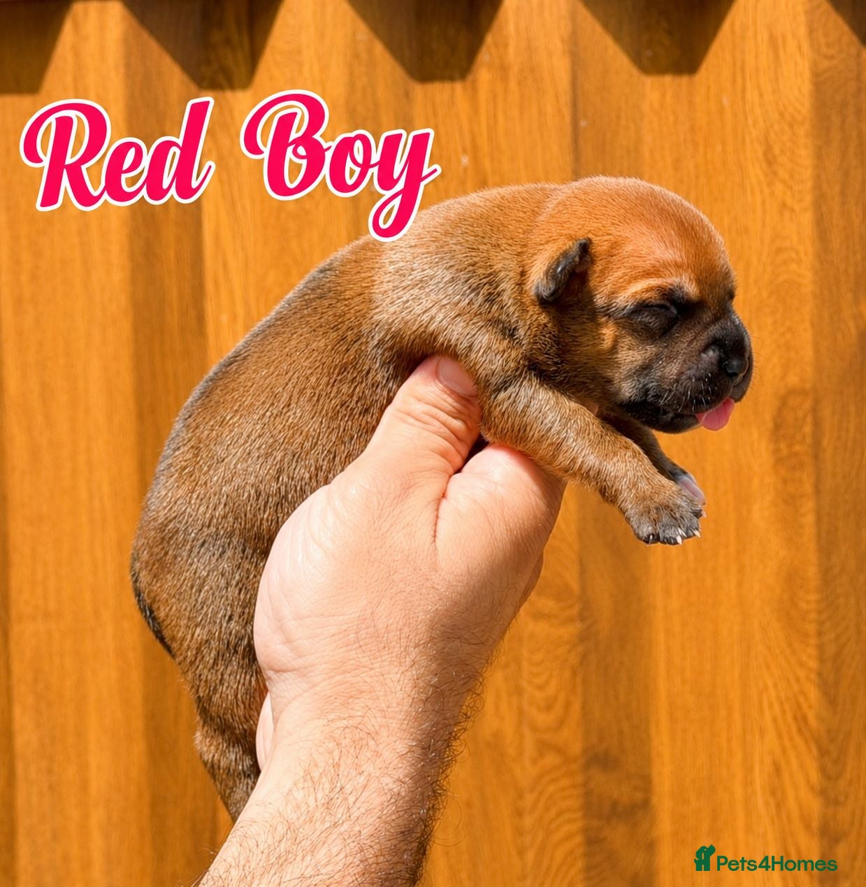 Staffordshire Bull Terrier dogs 🏆 Top Quality KC Staffy Puppies Available 🏆 - Advert 2