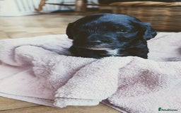 Cockapoo dogs for sale: Adorable Puppies Looking for Their Forever Homes! - Image 10