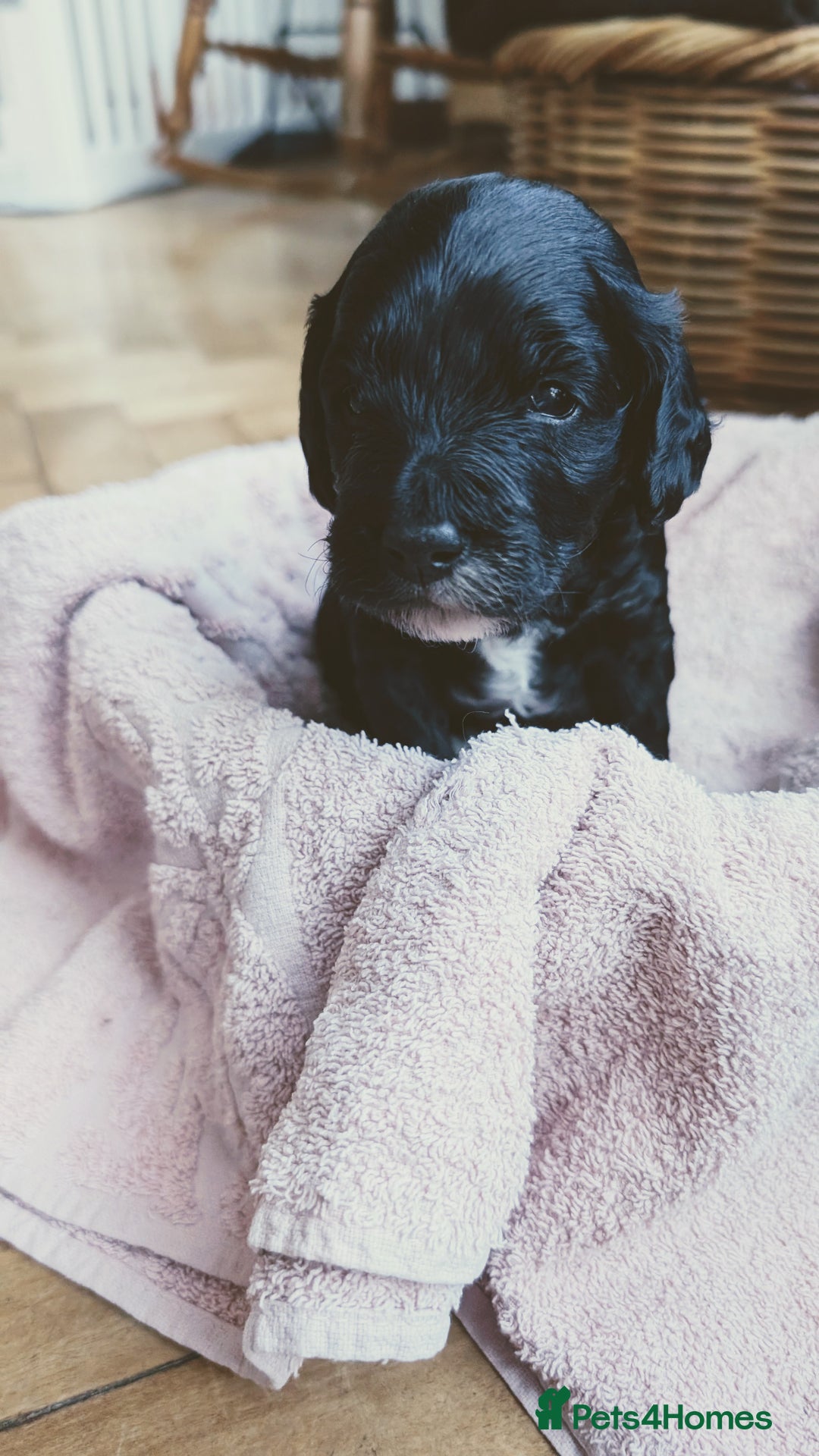 Cockapoo dogs for sale: Adorable Puppies Looking for Their Forever Homes! - Image 10
