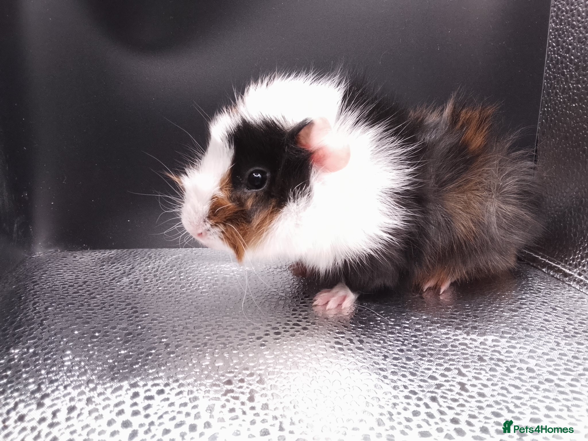 Guinea Pig rodents ABYSSINIAN BOYS - Advert 2