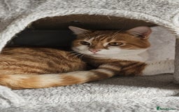 Mixed Breed cats for adoption: Male Rescue Cat for Indoor Adoption - Image 3