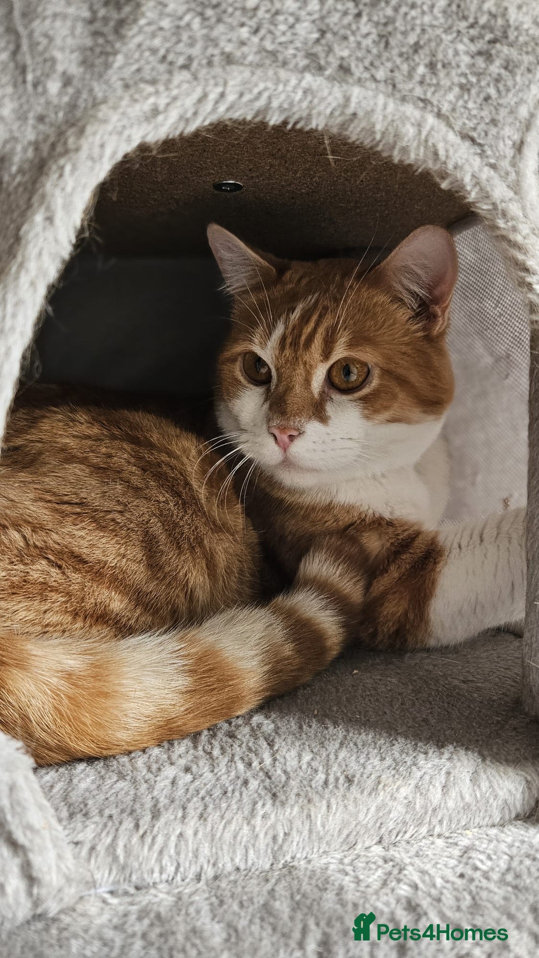 Mixed Breed cats for adoption: Male Rescue Cat for Indoor Adoption - Image 3