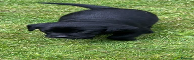 Labrador Retriever Puppy 8