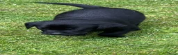 Labrador Retriever dogs for sale: RKC Black Labrador Puppies for Sale - Advert 17