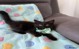 Siberian cats for sale: Full stunning siberian kittens for sale - Image 20