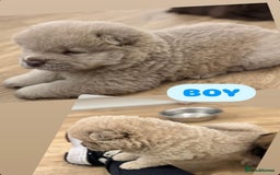 Chow Chow dogs for sale: Stunning CHOW CHOW rare colours 🌪️🍫 KC ✅ 🏆🩸  - Image 19