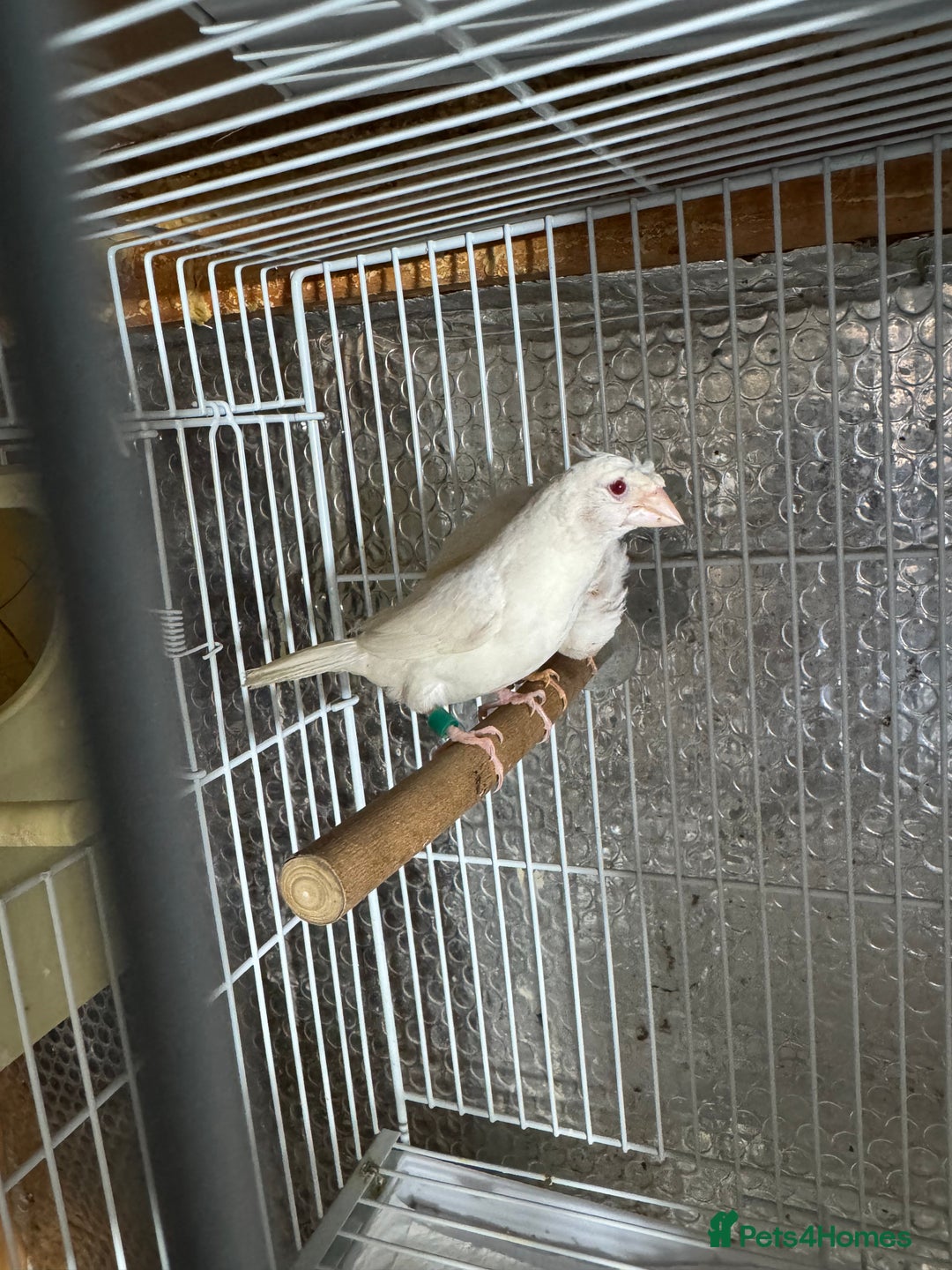 Finches birds for sale: Zebra Finches - Advert 2