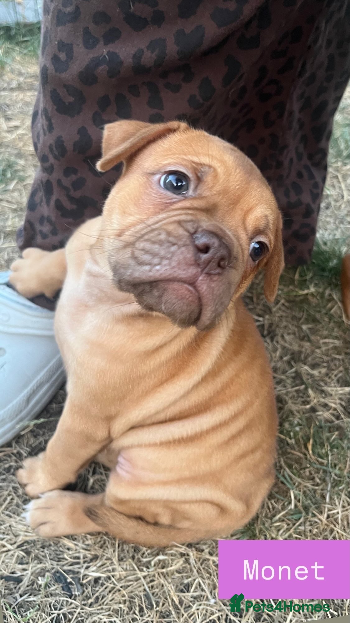 Olde English Bulldogge dogs Champion, Health Tested Parents, OEB puppies - Advert 2