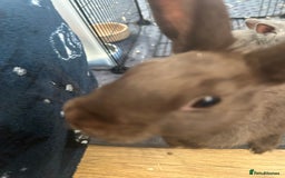 Netherland Dwarf rabbits for sale: Young neverland dwarf rabbit (Ezra)  - Image 3