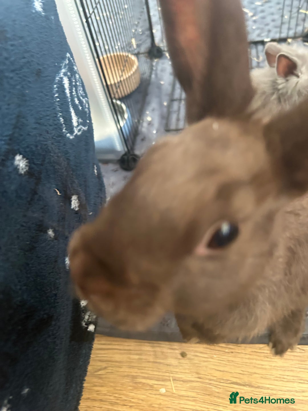 Netherland Dwarf rabbits for sale: Young neverland dwarf rabbit (Ezra)  - Image 3