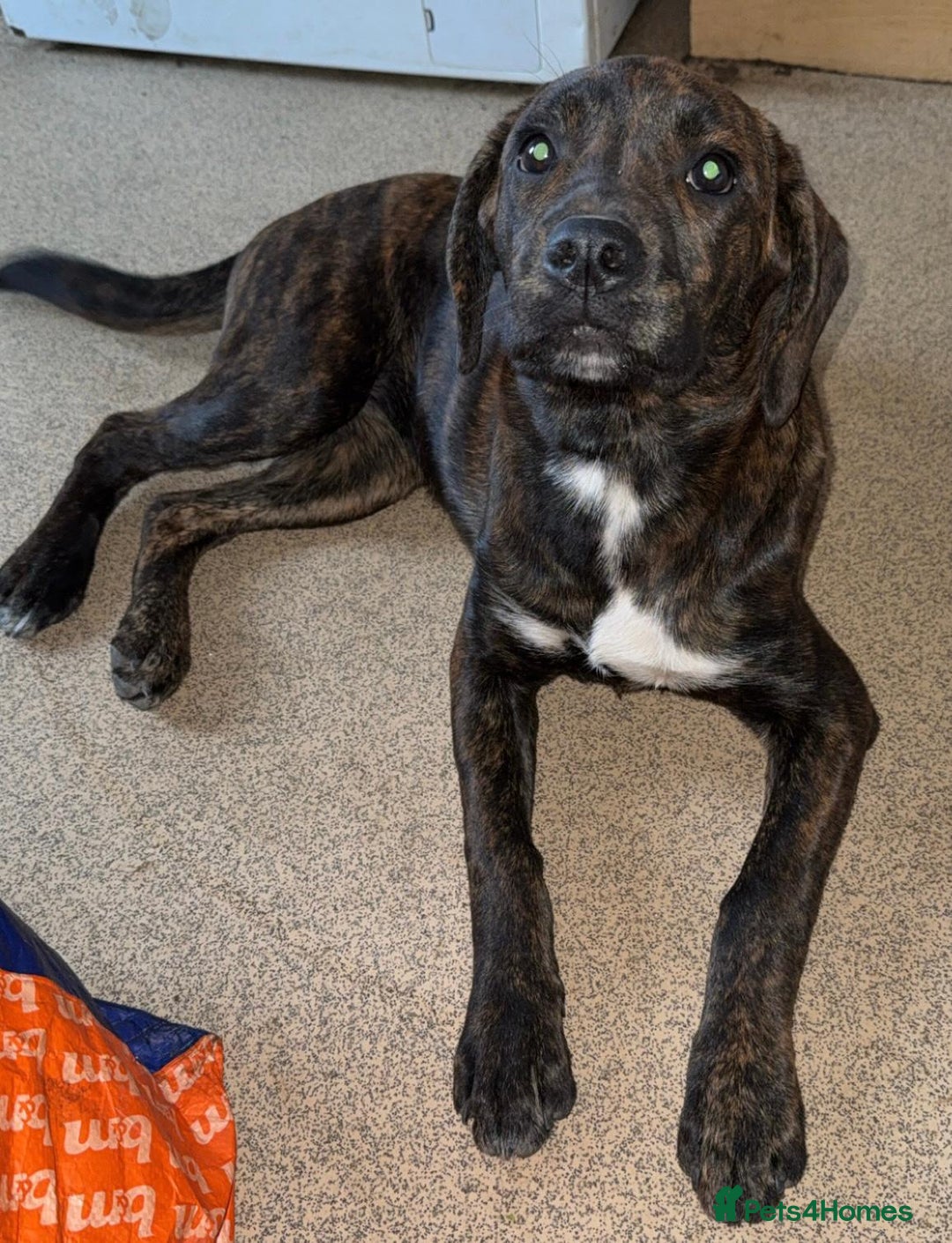 Mixed Breed dogs for sale: Need to rehome my 5 month old puppy - Image 4