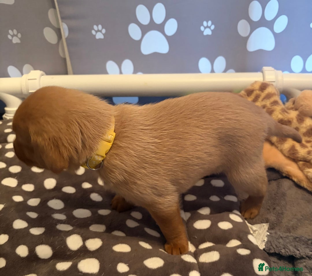 Labrador Retriever dogs for sale: Red fox Labrador puppies  - Advert 18