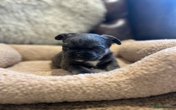French Bulldog dogs for sale: French bulldog pups  - Advert 11