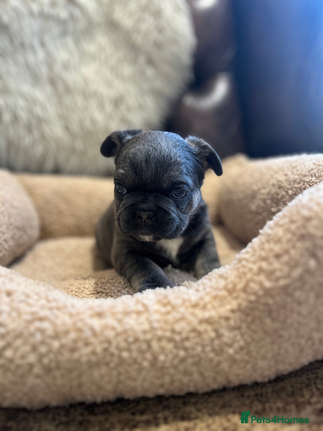 French Bulldog dogs for sale: French bulldog pups  - Advert 11
