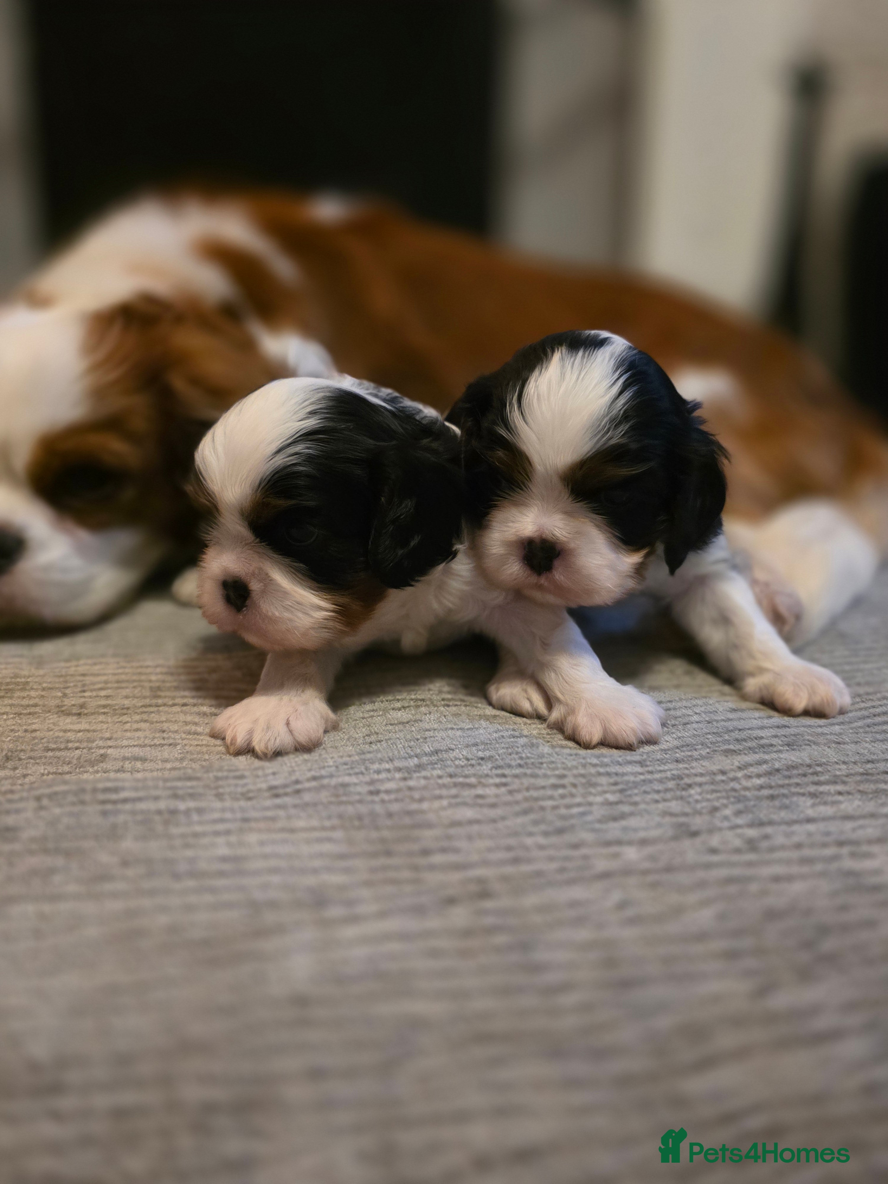 Cavalier King Charles Spaniel dogs KC Cavalier King Charles puppies - Advert 6