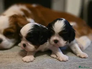 Cavalier King Charles Spaniel dogs KC Cavalier King Charles puppies - Advert 6