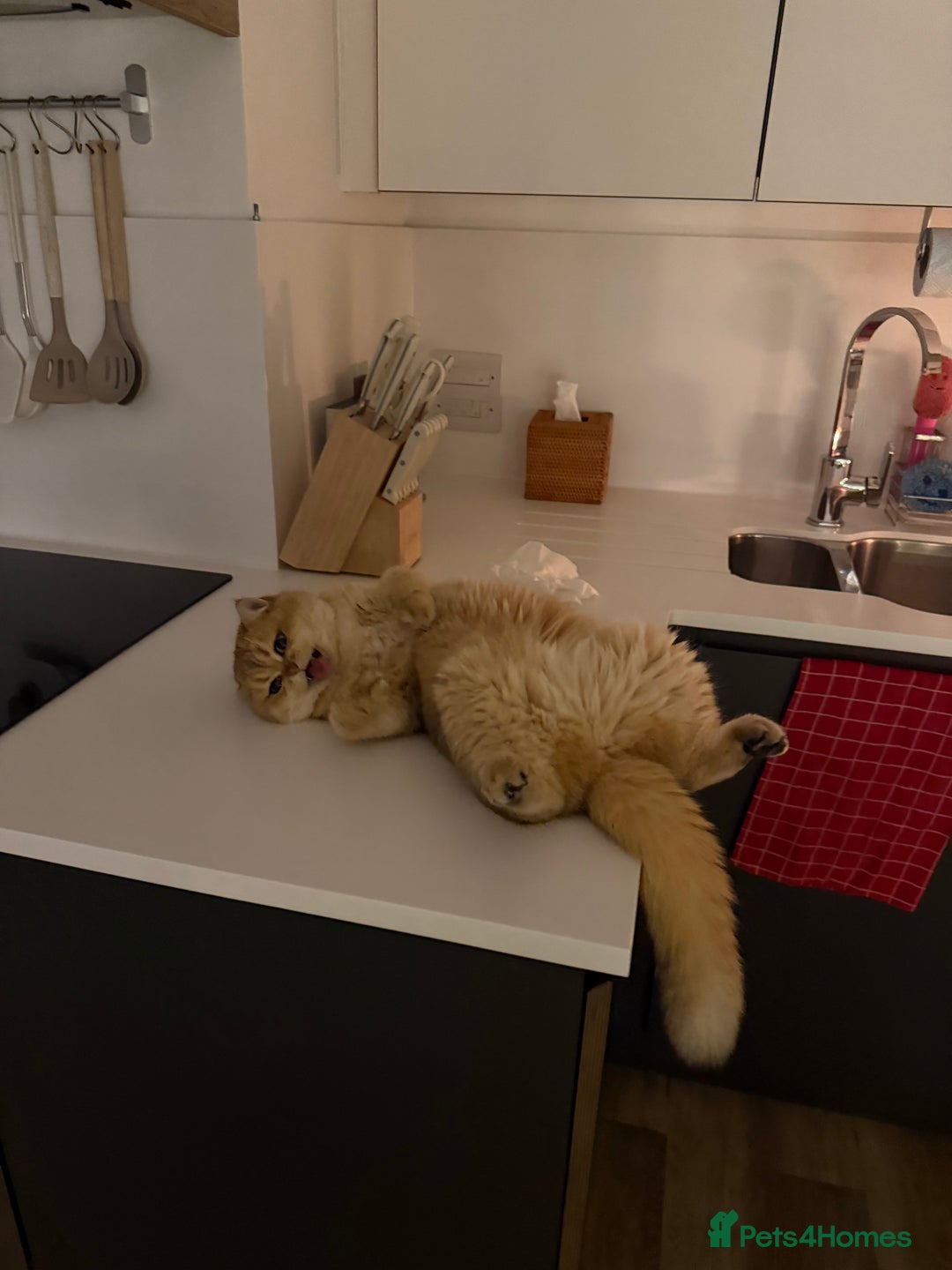 British Shorthair cats for sale: Rehome the cutest BSH - Advert 2