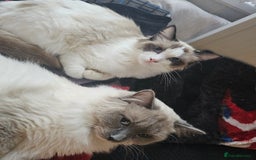 Ragdoll cats for sale: Ragdoll kittens😻🩵💜4 Girls and 1 Boy🙀 - Image 13