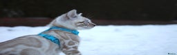 Bengal cats for sale: Snow, Silver & Brown Clouded Top Quality Bengals - Advert 3