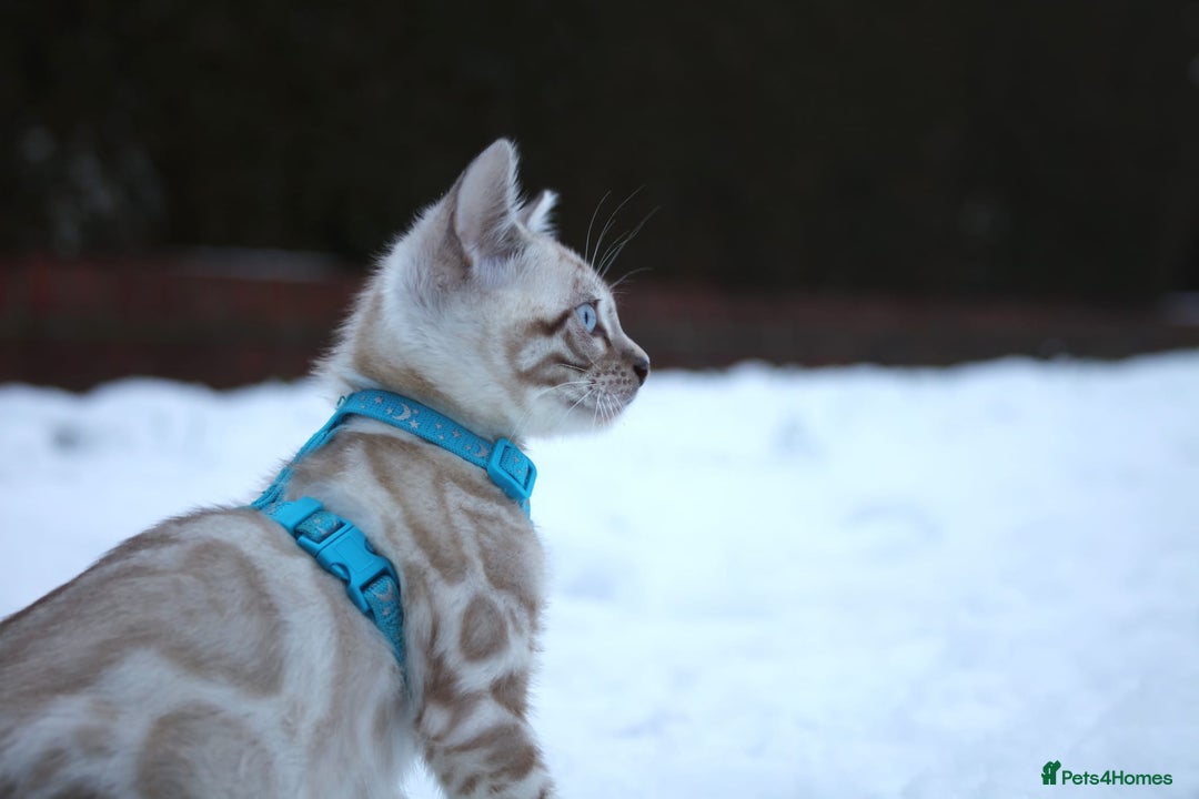 Bengal cats for sale: Snow, Silver & Brown Clouded Top Quality Bengals - Advert 3