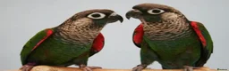 Conures birds for sale: Hand-reared Pearly Conure Chicks  - Advert 2