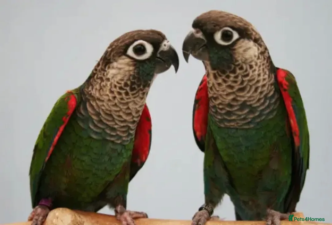 Conures birds for sale: Hand-reared Pearly Conure Chicks  - Advert 2