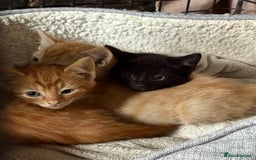 Mixed Breed cats for sale: 9 week old female kitten  - Image 7