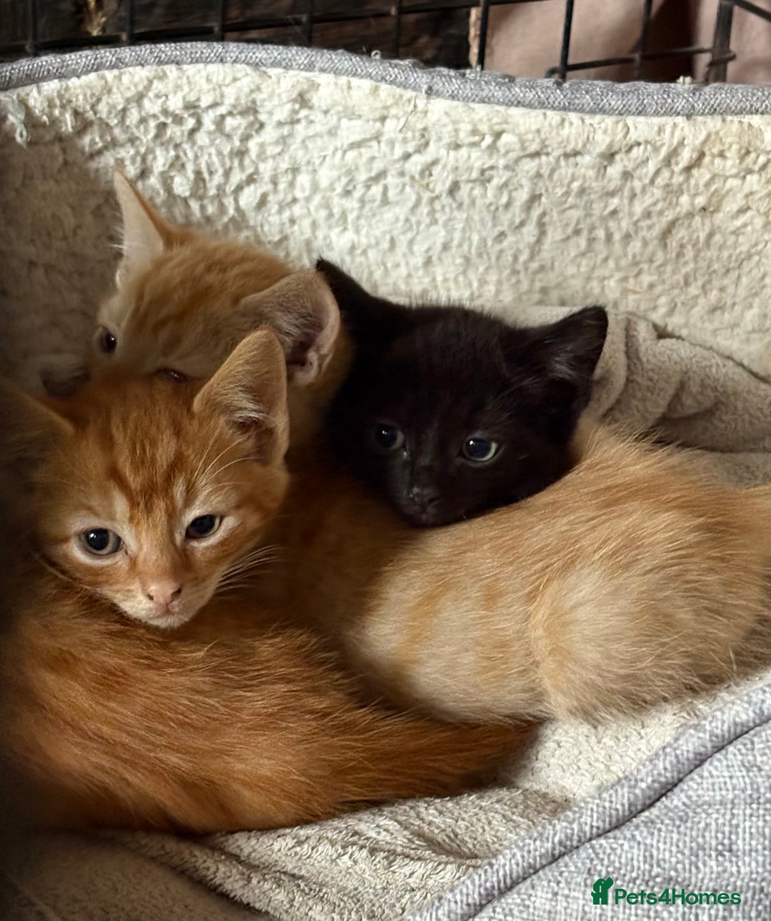 Mixed Breed cats for sale: 9 week old female kitten  - Image 7