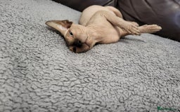 Sphynx cats for sale: Sphynx Healthy happy  boys   - Image 7