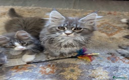 Maine Coon cats for sale: Maine Coon Kittens GCCF - Image 28