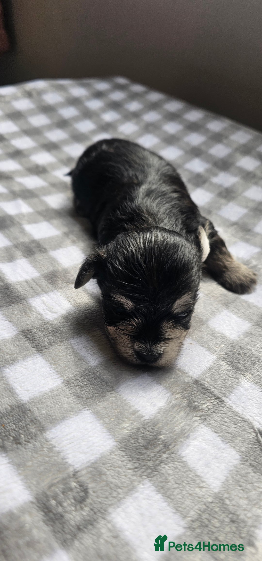 Morkie dogs for sale: 🐶 Adorable Morkie Puppies 🐶 - Image 9
