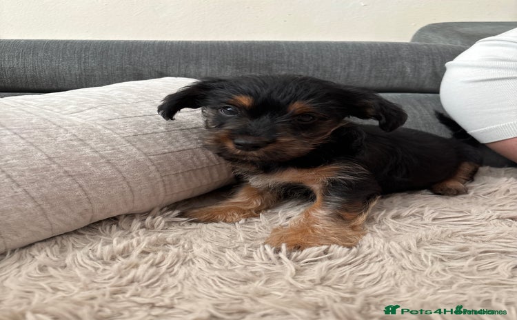 Mixed Breed dogs - Advert 2