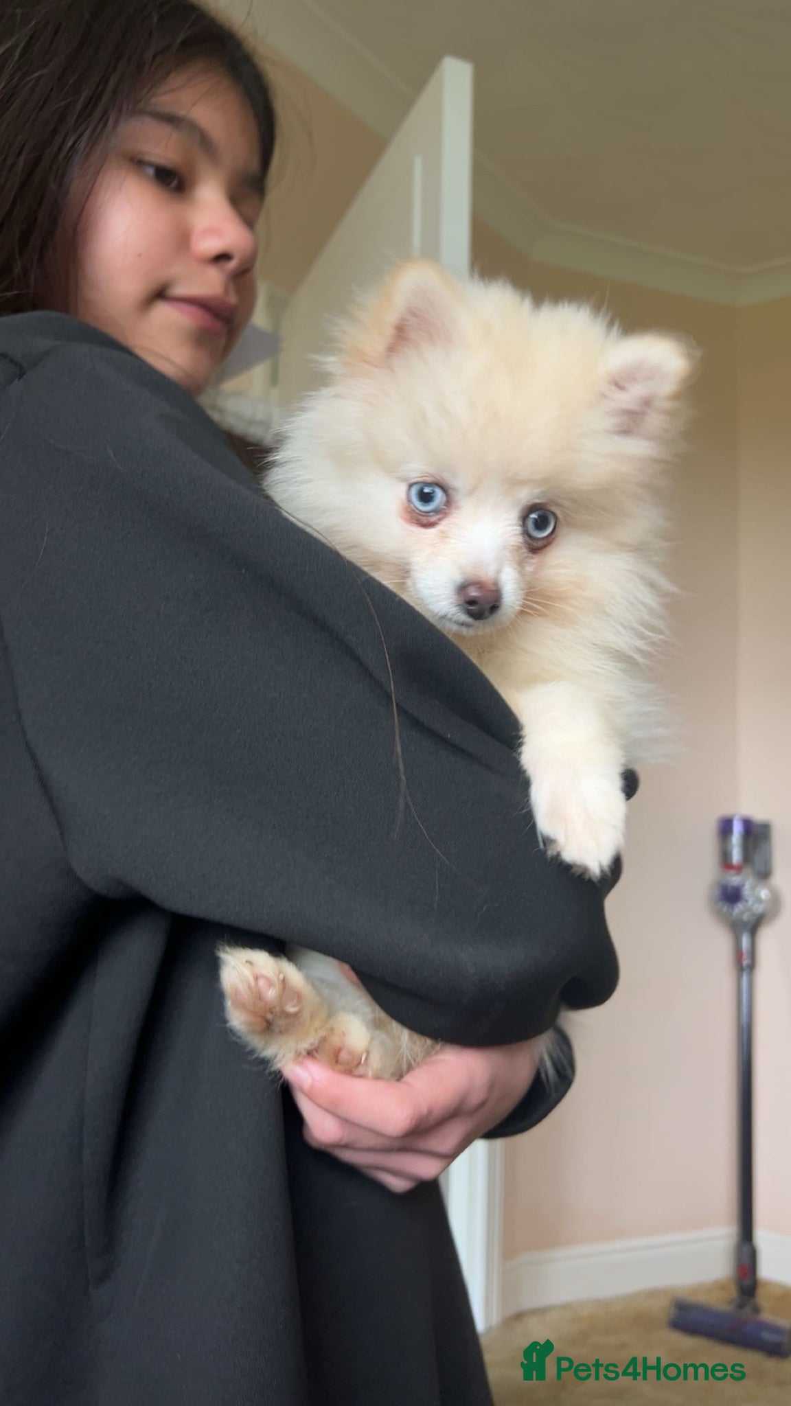 Pomsky dogs F4 TINY TOY Pomsky 1.3kg  - Advert 5